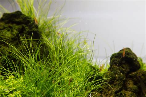 Aquascaing Wiki Aquasabi