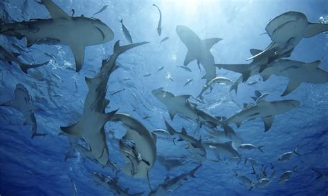 6 Sharks In The Atlantic Ocean A Z Animals