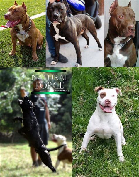 Cachorros American Pit Bull Terrier Apbt Pitbull Registro Mercado Libre