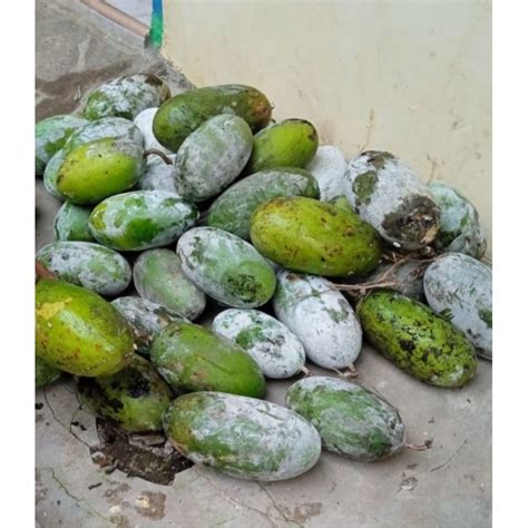 Jual Buah Beligo Bligo Kundur Kg Masih Segar Fresh Baru Petik A