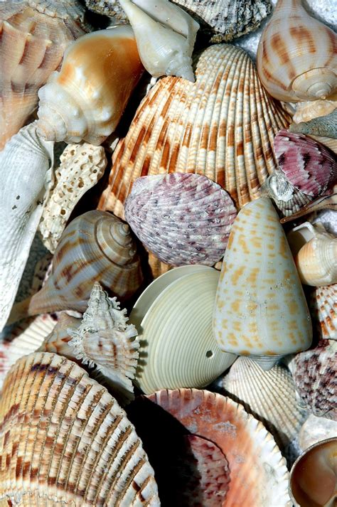 Sea Shells Collected On The Beach Free Stock Photo Public Domain Pictures