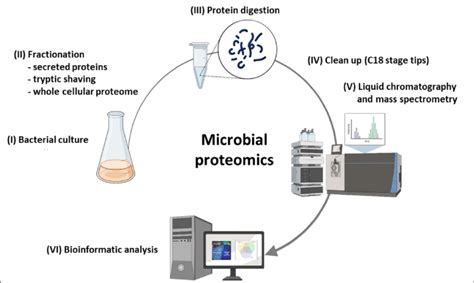 Schematic Example Of A Shotgun Proteomics Workflow In Microbial