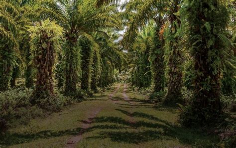 Riau Remajakan 24444 Hektare Kebun Kelapa Sawit
