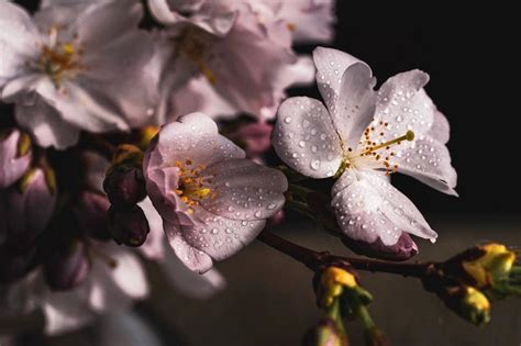 Foto Fiori Di Primavera