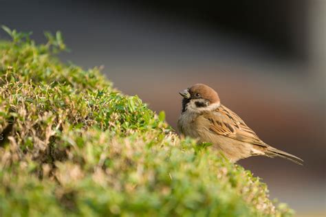 Kostenlose Foto Natur Ast Vogel Blume Tierwelt Schnabel Fauna