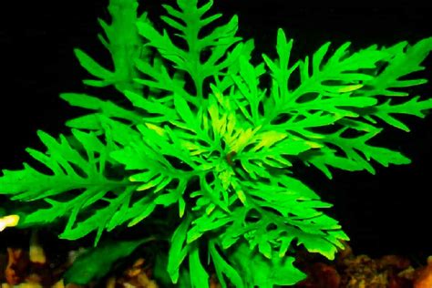 Water Wisteria Care Guide Planting Growing And Propagation Shrimp