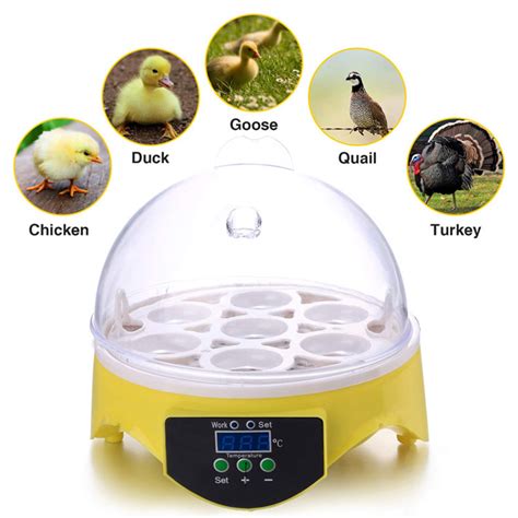 China Incubator Mini 7 Eggs Hatching Chicken Eggs Machine Home Used