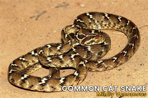 The Big Four Snakes Of India Wildlife Nest