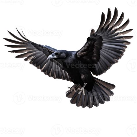 Flying Black Crow Isolated 26847626 Png