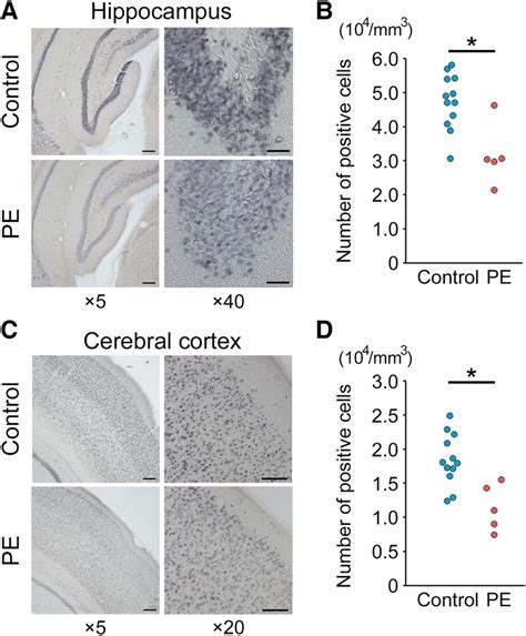 Neun Immunostaining And Positive Cell Counting Of The Hippocampus And