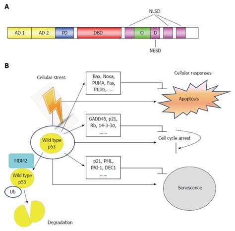 P Mutations In Colorectal Cancer Molecular Pathogenesis And