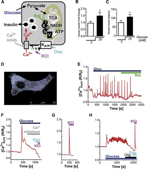 Glucose Stimulated Ca 2 Signaling Pathway Characterization In