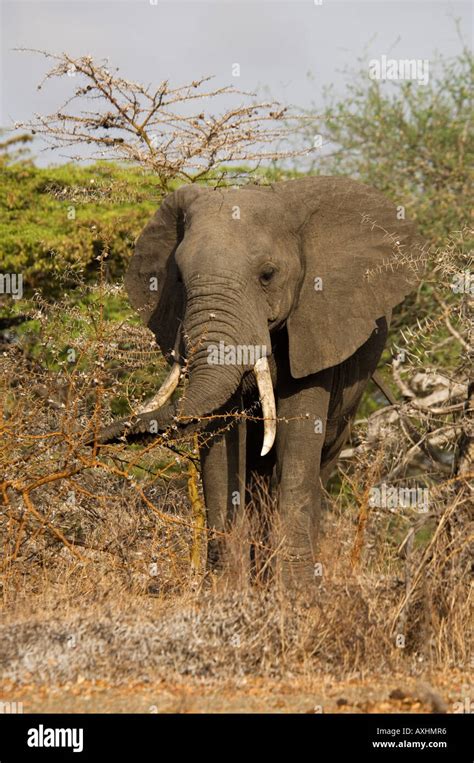 African Elephant Loxodonta Africana Selous Game Reserve Tanzania Stock