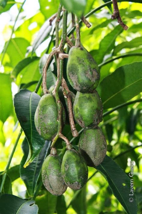 Ambarella Philippine Fruits And Nuts