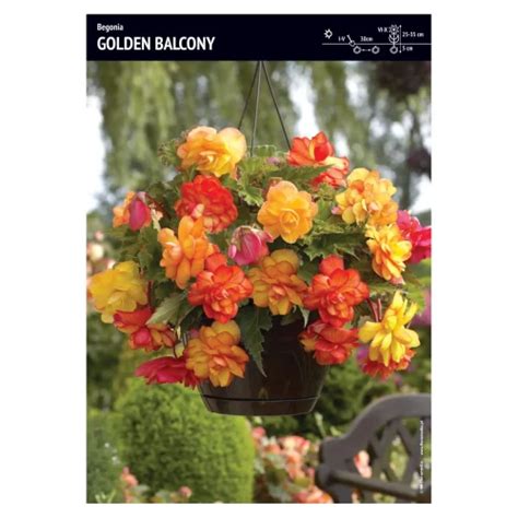 Begonia Zwisająca 3 szt Pełna Pachnąca Golden Balcony