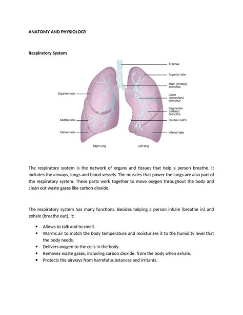 Anaphy Lungs WPS Office ANATOMY AND PHYSIOLOGY Respiratory System