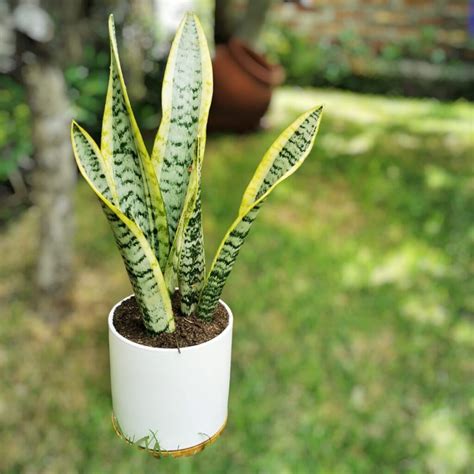 Sansevieria En Maceta Nordica Vivero