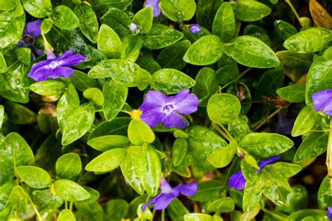 Vinca Minor Ground Cover Stock Photo - Download Image Now - iStock