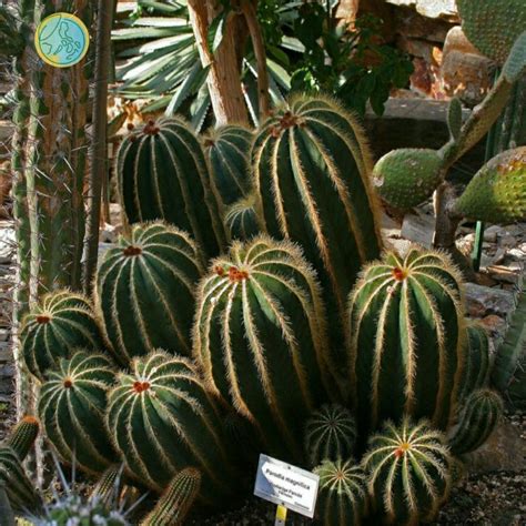 Jual Kaktus Noto Noto Cactus Notocactus Magnificus Parodia