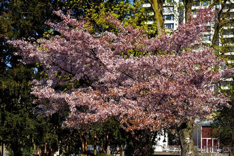 Spring Stadtgarten Cologne Mülheim hermann kl Flickr