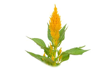 Quail Grass Celosia Qing Xiang Zi White Rabbit Institute Of Healing