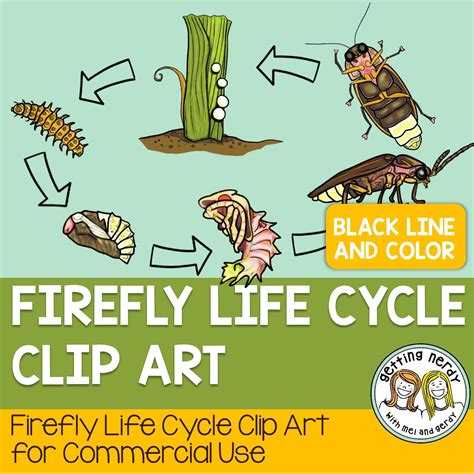 Firefly Papercraft Firefly Life Cycle Secondary Science Teaching