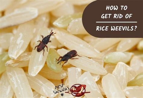 How To Get Rid of Rice Weevils: A Complete Guide - Pest Samurai