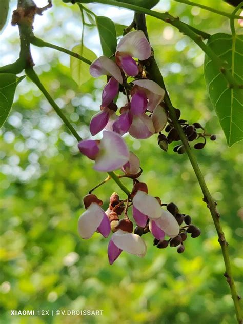 Pongamia Pinnata L Pierre Pongamie Penn Flore Mondiale Pl