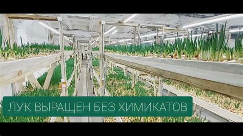 ФЕРМА АГРОСТАНДАРТ - YouTube