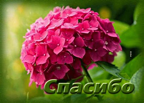 Картинки Спасибо | ТОП Картинки