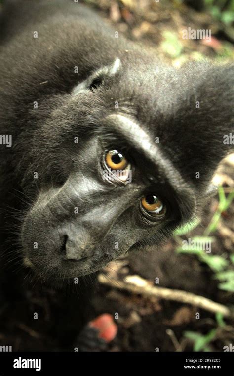 Caratteristiche Facciali Del Macaco Immagini E Fotografie Stock Ad Alta