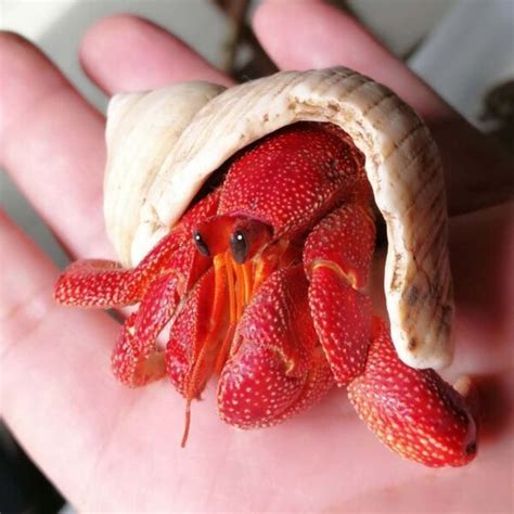 #strawberry hermit crab on Tumblr