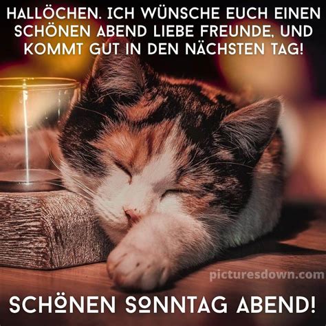 Herzlich Sonntag Abend Gr Sse Bild Schlafende Katze Kostenlos