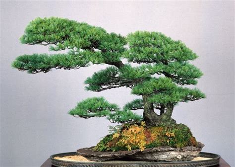 Che Significa La Parola Bonsai Mondo Bonsai