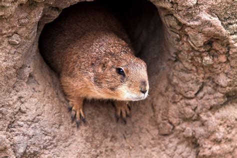 Qu Es Y Por Qu Se Celebra El D A De La Marmota Twitter