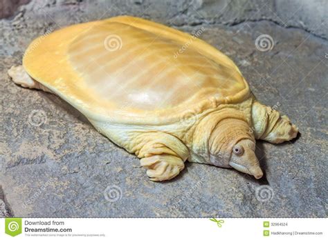 Albino Softshell Turtle