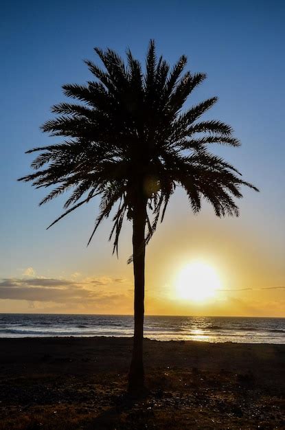 Silueta De Palmera Al Atardecer En Islas Canarias Foto Premium