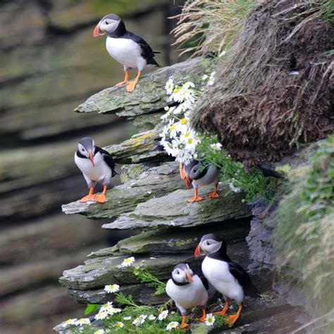 Discover Puffins in Scotland: The Best Places to See Them