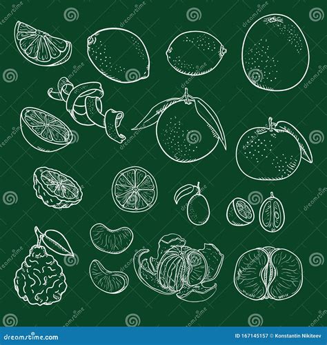 Vector Chalk Sketch Set Of Citrus Fruits Stock Vector Illustration Of