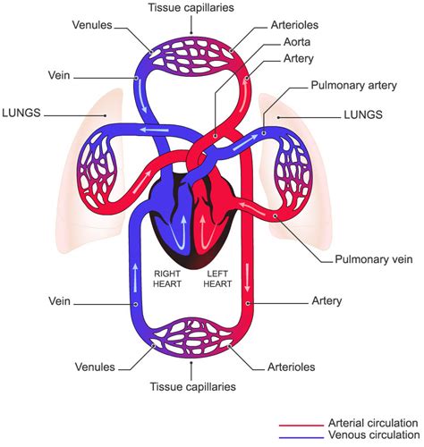 Arteries And Veins Diagram