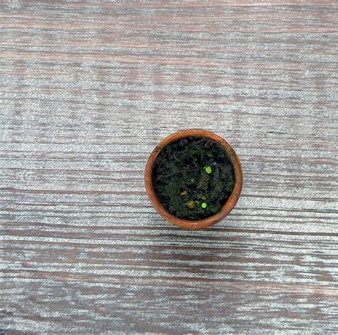 Plantgeek Chic Plant Parenting Tiny Seeds Halleck Horticultural