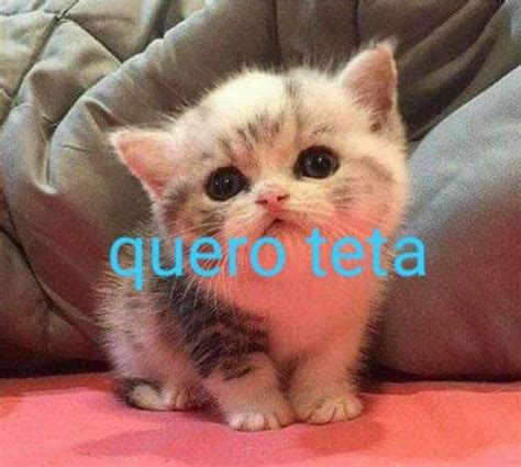 Perfil Dedicado A Gatinhos E Peitos On Twitter Https T Co