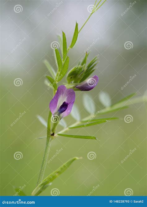 Common Vetch Flower Detail, Defocussed Background. Spring Wild Flower ...