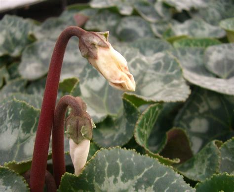 Cyclamen mite - Pests - Diseases