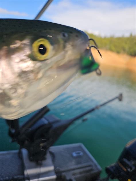 Shasta Lake Fish Reports Map