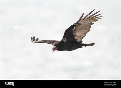 Lesser yellow headed vulture.South America Stock Photo - Alamy