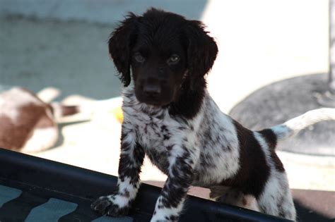 Elevage de la vallée de la Py eleveur de chiens Petit Epagneul de Münster