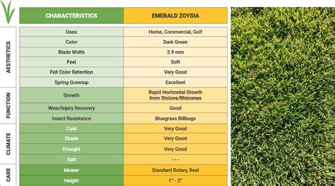 Emerald Zoysia - Sodmasters Landscape Center