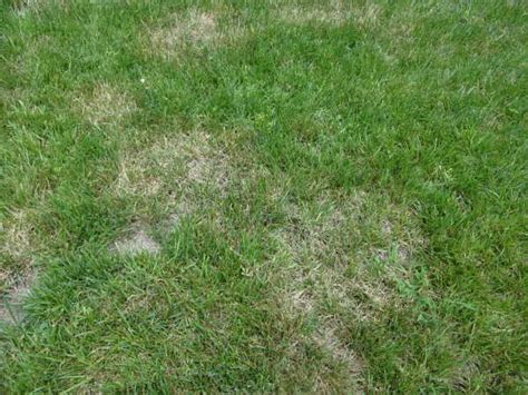 Brown Patch Lawn Disease | TurfGator