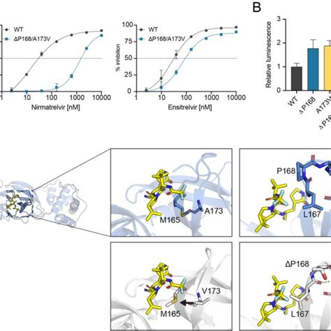 P168 A173V Double Mutant Elicits Synergistic Selective Resistance To